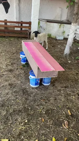 Pai de chico morreu kkkk