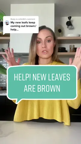 Replying to @collie8d Oops, I overwatered my Monstera and now the leaves are turning brown 😅💦 Remember, too much water can be just as bad (OR WORSE from my own experience) as too little. Letting the soil dry out between waterings is key for healthy plant growth. Lesson learned! 🌿💚 #planttips #monstera #overwatering #brownleaves #plantparentproblems #tiktokplants #plantlover