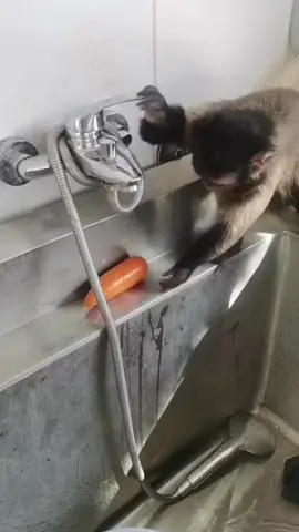 He love to wash vegetables 🥕😂😍#monkey #cutemonkey #monkeys #cuteanimals #pourtoi 