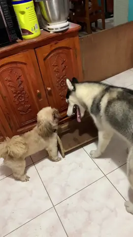 #Husky versus #shihtzu 😂 #dogs #dogsoftiktok #villagepawmily #fyp #funnyvideos #funnydogvideos #foryou #foryoupage 