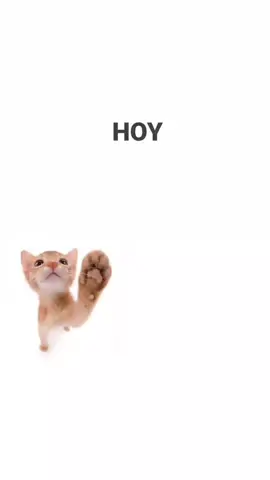 perdedor - Maluma #fypシ#gato#fyp 