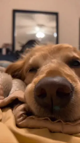 Today I had to say goodbye to my very best friend. I watch you grow into an incredible dog. I will miss you with all my heart Ginger. I know London and Ducky are there with you now in the forever park in the sky. We were blessed to have had you in our lives. RIP princess. One day we will meet again. #dogsarefamily #petgrief 