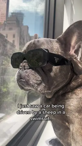 🤪#frenchiesoftiktok #PetsOfTikTok #fyp #dogsoftiktokviral #joke 
