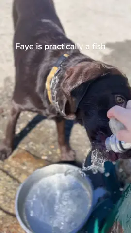 The Labrador Retriever is actually descended from an earlier dog breed called the St. John's water dog. As you might guess, this dog breed loved the water. And Faye is practically a fish. #chocolatelab #chocolatelabrador #chocolatelabsoftiktok #cute #waterdog 