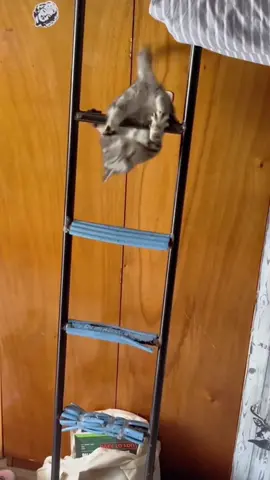 Cats Playing Horizontal Bars##catsoftiktok #cat #catvideo #funnycat #cute #fyp 