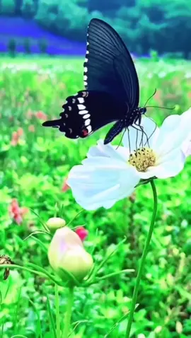 #flower #butterfly #scenery 