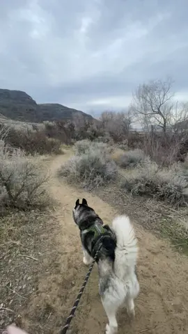 Lil hike with our floofy fellas heals everything. At least momentarily.  #huskylife #alwaysonthego #finn #siberianhuskies #pnwhuskies #floof we just watched “In the tall grass” and i lowkey scared myself when I couldnt hear J or Oz anymore 😂