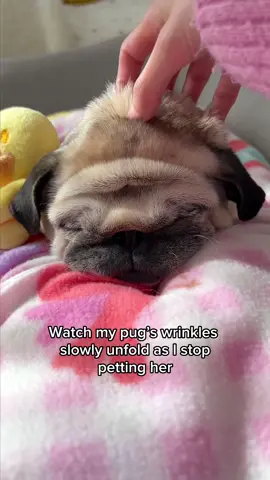 And watch her puppy eyes ask for more pettings 🥺🩷 #pug #dog #wrinkledbaby #puppyeyes #dogsoftiktok 