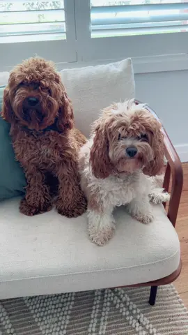 They came back half of themselves 🥹 #doggroom #dogsoftiktok #dogs #dogvideos #dogfyp🐾 #dogmum #dogmomlife 