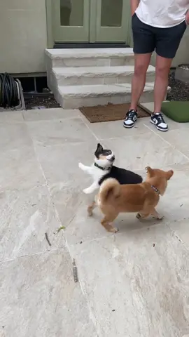 Puppies meeting puppies #corgisoftiktok #shibainu #puppytiktok 