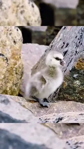 # These baby ducks jump off the cliff # Their vitality is too strong # Please protect them.