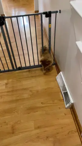 #fyp #pompups 