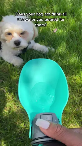 Super convenient and efficient for you AND your pup!🐶❤️ Grab your portable, foldable drinking water bottle today! Link in our bio! #dogproducts #musthaveproducts #foryoupage #viralvideos #viraldogvideos #dogoftheday #dogsoftiktok #dogaccessories #doglover 