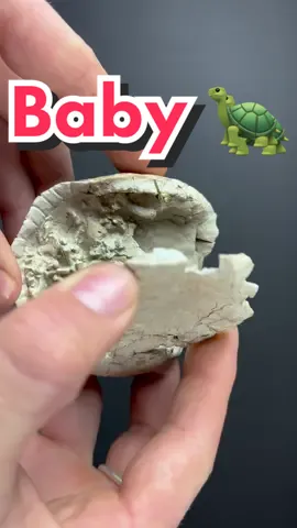 35 MILLION year old baby tortoise! FULL video LINK in BIO. This tortoise has her skeleton preserved within the shell #fossil #paleontology #nature #reptile 