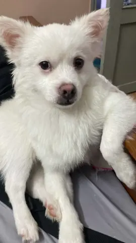 Bớt nói Mỡ mập lại nha dỗi á 🥲 #tieumodangyeu #pet #thucung #cutepet #thucungdethuong 