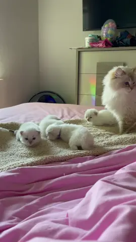 I can't even have one kitten
