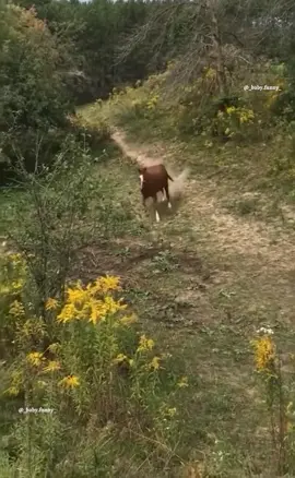 The end 😂😂 #animals #dog #dogs #dogsoftiktok #viral #funnydog #funnyvideos #funnyvideo #funny #fun #for #viral #fyp #fy #fypシ #foryou #trending #fail #failarmy #😂😂😂 #😂 