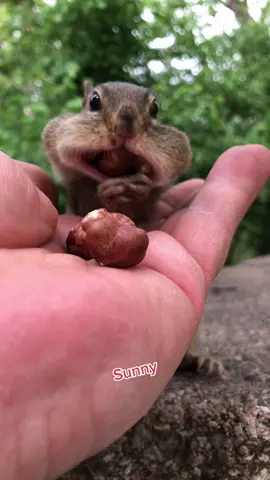 Say hi to Sunny one of my new babies from last year that i just started hand feeding this spring, fill the cheeks #fyp #cute #cuteanimals #chipmunks #sunny 