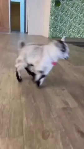 Baby Goat Jumping And Playing #LaysEverywhere #babygoat #goatsoftiktok #goat #goats🐐 #babygoatsjumping #babygoatsoftiktok #dwarfs #nigeriandwarfgoats 