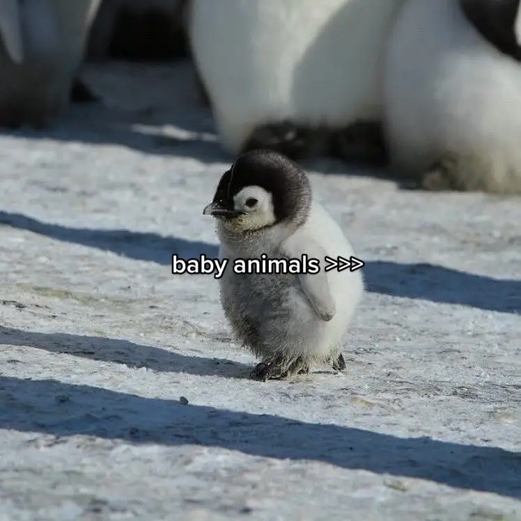 cute patooties #fyp #fypシ #animals #babyanimals #cutieees #aw #supercute #adorable #adorableanimals 
