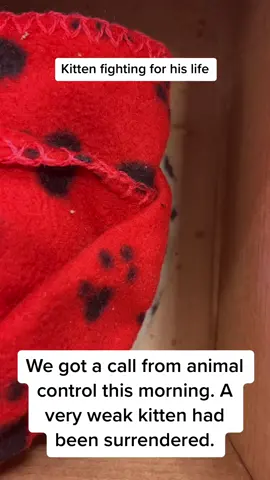Moonbeam’s story #rescue #kittensoftiktok2021 