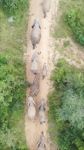 special view of the rescued herd as they move through the bush and forage with their carers close by to offer protection. This view from above, as the birds’ see it, shows a different angle to the gentle giants to what we normally show you. #EARTHDAY #investinourplanet #elephantorphanage #elephants #fyp #animalrescue #southafrica 