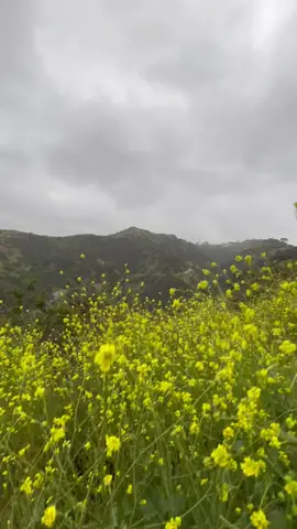 happy earth day ☁️ #earthday #earth #nature #Hiking #hiketok #hike #hikersoftiktok #Outdoors #outdoor #flowers #flower #sky 