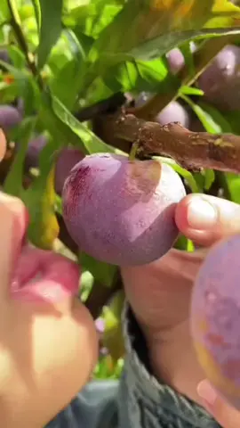 #nature #TikTokFoodie #fruitnature #FruitsInBloom #delicious #fresh #healthy #satisfying #harvest #plum 