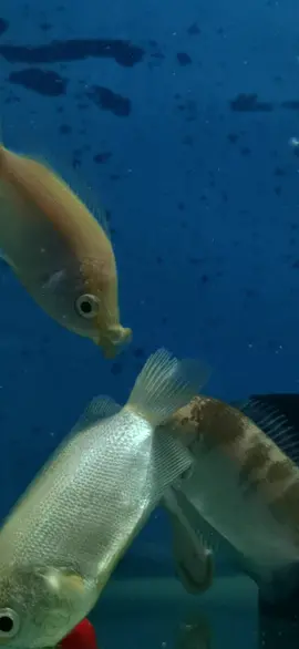 Kissing fish show 🐠🐟 #kissinggourami #aquarium #fishkeepernep #dsaquriumzone #fishhub #fypシ゚viral #fishlover 