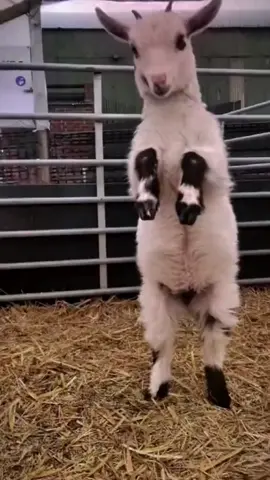 Lambs can still walk like this #lamb #foryou #cute #funny  #sheep 