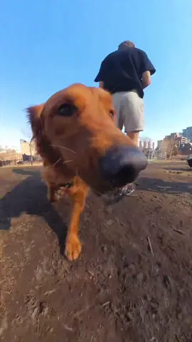 Bringing you the most creative angles with the @insta360_official X3 :) #insta360  #insta360dogmode #insta360x3