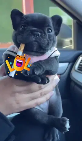 #french #frenchbulldog #animals #frenchie #pet #pets #PetsOfTikTok #cute #cutebaby #pup #puppy #puppy #puppies #puppytiktok #dog #doglover #doggo #dogsoftiktok #foryou #fun #funnyvideos #fyp 