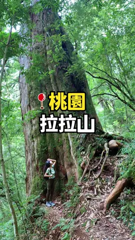 三歲小孩也可以的超簡單步道！台灣最大的檜木神木林！｜拉拉山...#拉拉山  #桃園景點  #桃園登山  #桃園旅遊  #桃園  #桃園觀光  #登山  #登山步道  #神木  #拉拉山國家森林遊樂區