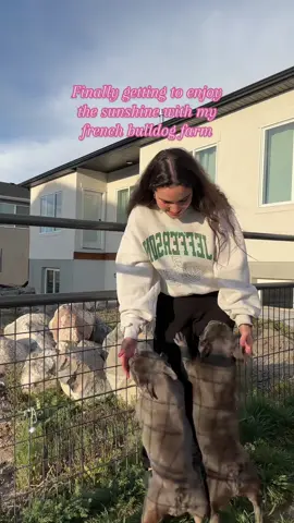 Frenchies 🤝 sunshine #frenchietok #frenchbulldog #frenchbulldogpuppy #frenchiesoftiktok 