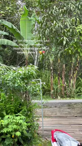 🍄🤣