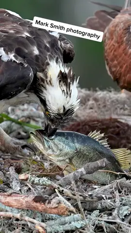 Female ospey holds largemouth bass by the eye before feeding it to her chicks. #birds #birdsoftiktok #birdsofprey #birbs #birbsoftiktok #marksmithphotography 