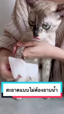 แม่ฮาจิเป็นชาวภูมิแพ้ค่า ก่อนเลี้ยงแมวก็แพ้อากาศ ประมาณนึง พอเลี้ยงฮาจิ 🐱 เท่านั้นแหละ น้ำมูกยืดเป็นสาย 🥲 เลยหาวิธีให้ตัวเองมีชีวิตรอดนอนกกเจ้าแมวต่อ 555 💕 #CapCut #catsoftiktok #hungryhaji #hajicat8 #เลี้ยงแมว #ภูมิแพ้ #อาบน้ําแมว #ทาสแมว 
