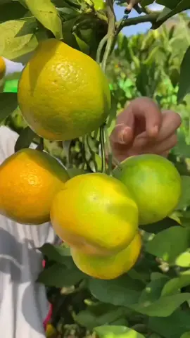 Orange 🍊🍊🍊