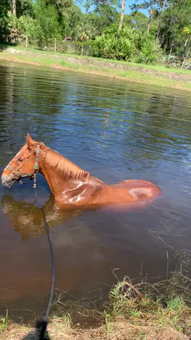 3 years ago Jeezy told animal communicator @dakota.lee.talks that he likes like lay in water as it helps calm his shivers. I didnt know then he had shivers. What a ride its been. Find our story at www.GoFundMe.com/they-are-my-world  #fyp #horse #horses #cashsclassicsierra #lordshipsfleet #horserider #dressagehorse #equestrianstyle #equinephotography #paard #art #cavalos #jumping #horsegirl #horsemanship #photooftheday #dchen #mare #cowboy #horseshow #instagood #horselovers #quarterhorse #animals 