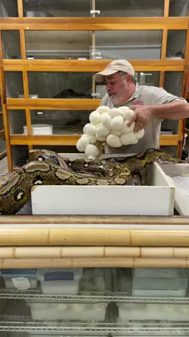 Sometimes you have to be quick when attempting to save phthon eggs!🥚🐍 #reticulatedpython #python #snake #eggs #babies #wow #animals #tiktok 