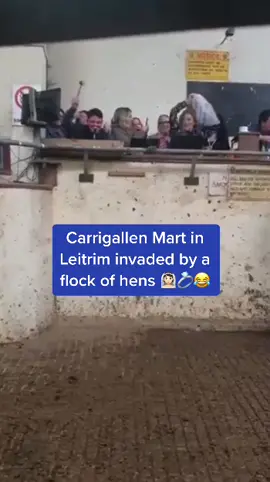 Carrigallen Mart in Leitrim invaded by a flock of Hens curing the weekly heifer sale 👰🏻😂 Their faces!! Tune in to Ian Dempsey tomorrow morning when he'll be hearing all about it! 📻 🎥 via Ollie Kiernan @biostimulantceo  #ireland #irish #farming #farmlife #henparty #leitrim #irishfarmer #irishfarming #carrigallenmart #todayfm 