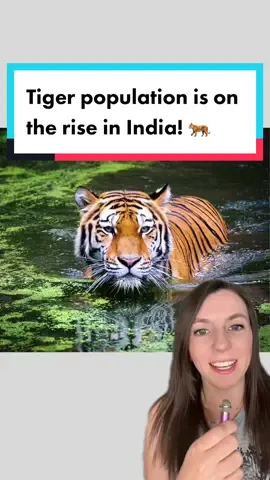 Good news of the day: tiger population is on the rise in India! This is thanks to Project Tiger and other conservation efforts.  #tiger #tigerpopulation #tigers #wildlifeconservation #wildlife #tigercub #goodnews #dailygoodnews  