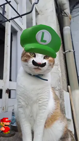 #supermariofilter #filter #supermario #cats #crazycats #moustache 