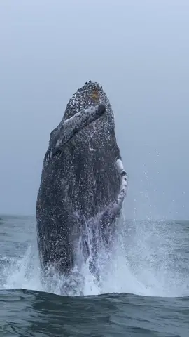 Yesterday we saw this Humpback whale breaching several times. It is such a grand moment when these giant animals breach because makes us realize how big and strong they are. A Humpback whale's average weight is 40 tons and they can breach with the strength of 3 tail kicks. 🐋 Book your trip now using website link in bio!  🎥: @marybarbony  #wildlife #breach #news #locals #wildlifevideos #videos #videography #sun #fog #connect #friends #whales #humpbackwhale #moments 