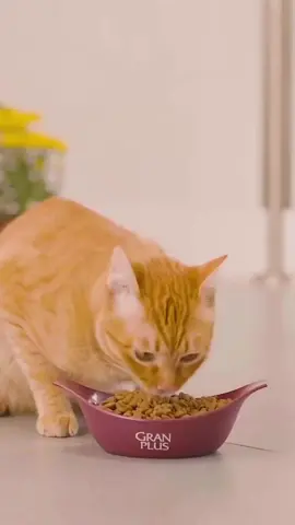 🐱 Linha de Rações Gran Plus para Gatos 💛 Compre Online 📲 Link na Bio Seu felino merece máximo sabor e cuidado em todas as fases de vida dele, então escolha GranPlus! As linhas Gourmet, Menu e Choice contam com ingredientes selecionados e variedade em sabores, além de serem completas, equilibradas e nutritivas na medida certa. Seu gato de paladar exigente merece apenas o melhor! 🐱 Seu pet merece sempre mais amor, cuidados e petiscos! ⠀ PetShop Online: www.supertrato.pet ⠀ #supertrato #petshop #gatos #floripa #gato #tudoparaseupet #animaisdeestimação