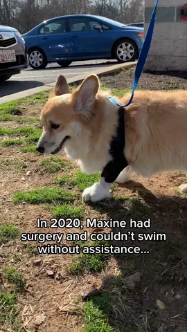 HOT CORG SUMMER #corgi #swimming 