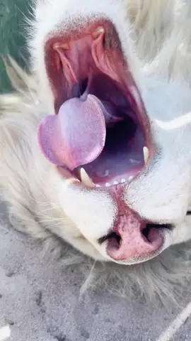 Scratches & a boop for Timba 🦁❤️ #NOTpets #lion #whitelion #boop #boops #boopboopboop #boopthesnoot #bigcat #bigcats #cat #cats #belly #bigbelly #Love #handsome #beautiful #wow #amazing #animal #animals #fl #florida #fyp 