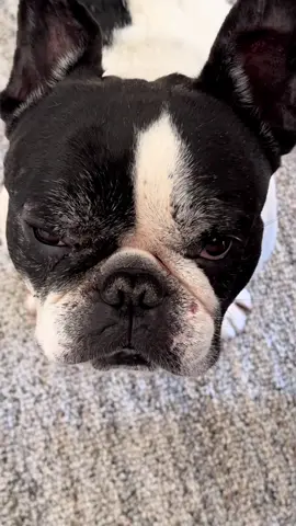 Just trying to enjoy my Sunday cheat meal breakfast and I got one looking at me with his Frenchie face that says, “hey asshole, how long am I gonna stand here before you break me off a piece of that turkey bacon?” 🦃 🥓  And the other one’s face that says, “hey champ, you know there’s literally no one in this world who loves you more than me, so hook your boy up with some of those liquid chickens” 🐓🥚