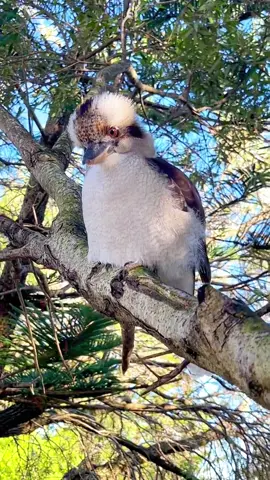 Beautiful birds coming again! #sobeautiful #tpy #animals #bird#youlikethem 