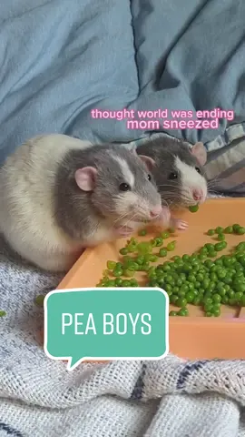 they're so cute #rattok #babyrats 